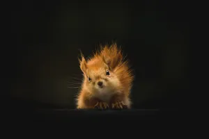Cute Animal Brown Squirrel Wallpaper