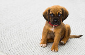 Cute Animal Puggle Puppy Wallpaper