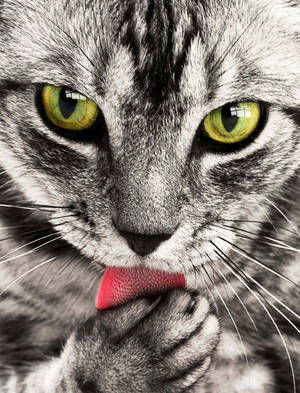 Cute Animal Tabby Cat With Green Eyes Wallpaper