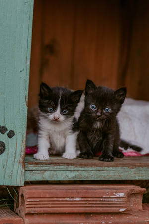 Cute Animals Black And Tuxedo Cats Wallpaper