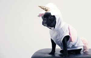 Cute Animals Black Pug Wearing Unicorn Costume Wallpaper