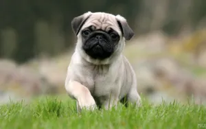 Cute Attractive Puppy On Grass Wallpaper