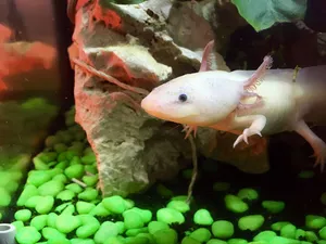 Cute Axolotl Baby In An Aquarium Wallpaper