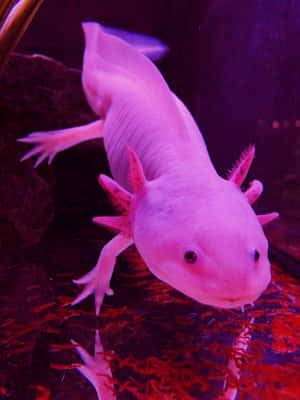 Cute Axolotl Eating Worms Inside An Aquarium Wallpaper