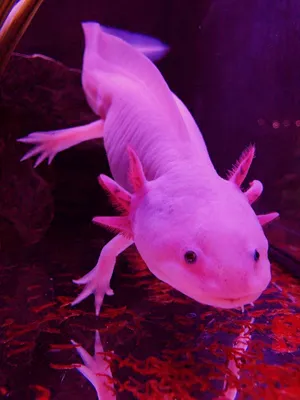 Cute Axolotl Eating Worms Inside An Aquarium Wallpaper