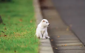 Cute Baby Puppy Sitting On A Road Wallpaper