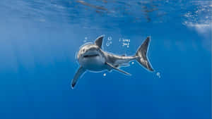 Cute Baby Shark Swimming Wallpaper
