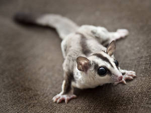 Cute Baby Sugar Glider Wallpaper