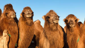 Cute Bactrian Camel Wallpaper