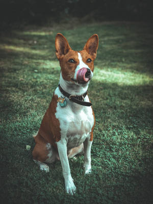 Cute Basenji In Congo Wallpaper