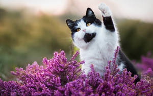 Cute Black And Purple Aesthetic Cat Wallpaper