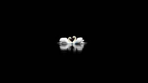 Cute Black Two Swans Wallpaper