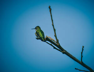 Cute Blue Humming Bird Wallpaper