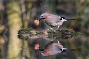 Cute Blue Jay Wallpaper