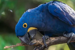 Cute Blue Parrot Wallpaper