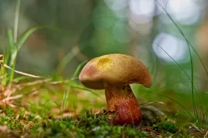 Cute Brown And Yellow Mushroom On Grass Wallpaper