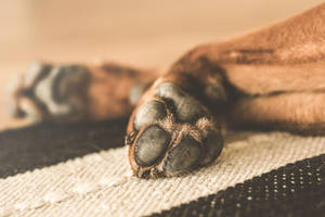 Cute Brown Dog Lying On Its Back Enjoying Its Day Wallpaper