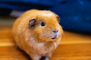 Cute Brown Guinea Pig Wallpaper