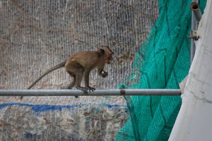 Cute Brown Monkey Cambodia Wallpaper