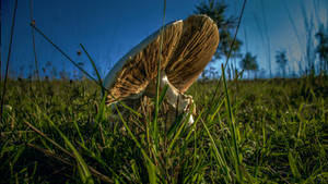 Cute Brown Mushroom Laid Down On Grass Wallpaper