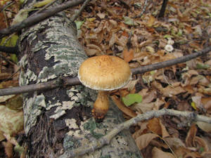 Cute Brown Mushroom On Tree Root Wallpaper