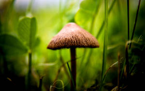 Cute Brown Mushroom With Rough Cap Wallpaper