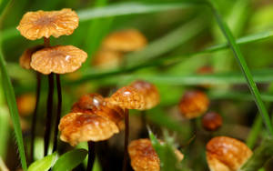 Cute Brown Mushrooms Of Different Heights Wallpaper