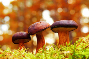 Cute Brown Mushrooms On Light Green Leaves Wallpaper