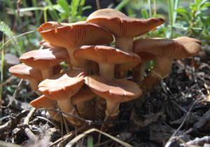 Cute Brown Mushrooms With Unique Shape Wallpaper