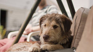 Cute Brown Wolfhound Dog Wallpaper