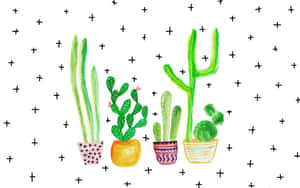 Cute Cactus White Background Wallpaper