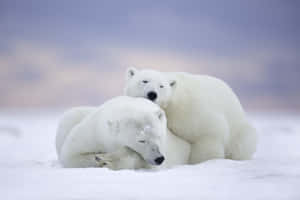 Cute Cartoon Polar Bear Chilling On Iceberg Wallpaper