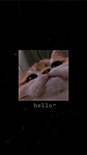 Cute Cat Aesthetic Low Angle View Wallpaper