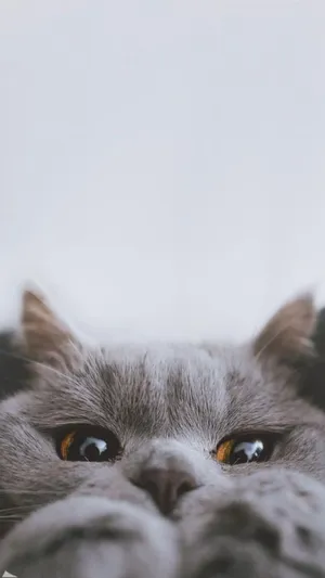 Cute Cat Aesthetic Peek-a-boo Wallpaper