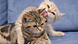 Cute Cat Love Groom Wallpaper