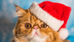Cute Cat Wearing Christmas Hat Wallpaper