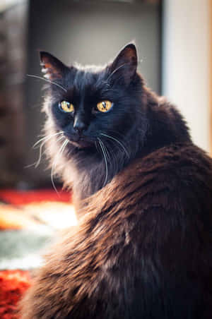 Cute Chantilly-tiffany Cat Lounging On A Couch Wallpaper