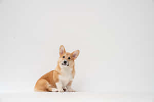 Cute Corgi Curious Expression Wallpaper