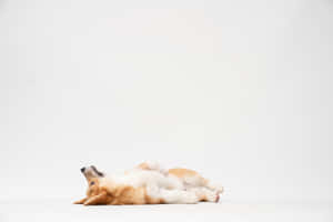 Cute Corgi Day Dreaming Wallpaper