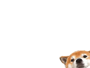 Cute Corgi Peeking Out Wallpaper