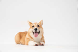 Cute Corgi Sphinx Position Wallpaper