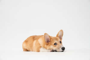 Cute Corgi White And Tan Wallpaper