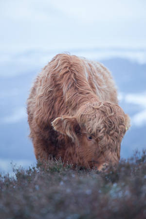 Cute Cow Eating Grass On Cold Mountain Wallpaper