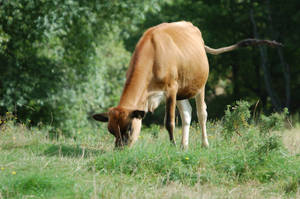 Cute Cow Eating Grass While Swinging Tail Wallpaper