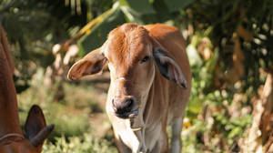 Cute Cow In Forest Wallpaper