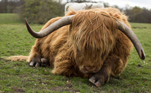 Cute Cow Lying Down On Grass Wallpaper