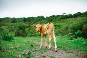 Cute Cow On A Grassy Path Wallpaper