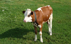 Cute Cow With Black Collar On Grass Wallpaper