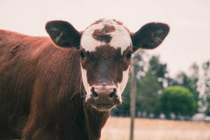 Cute Cow With Brown And White Facial Marks Wallpaper