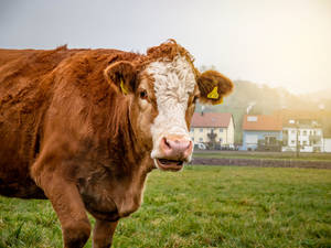 Cute Cow With Buildings Wallpaper